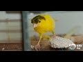 Птицы канарейки с
