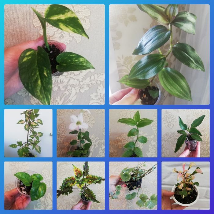 Комнатные растения