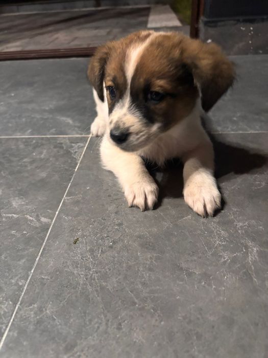 Ofer căței pentru adopție .