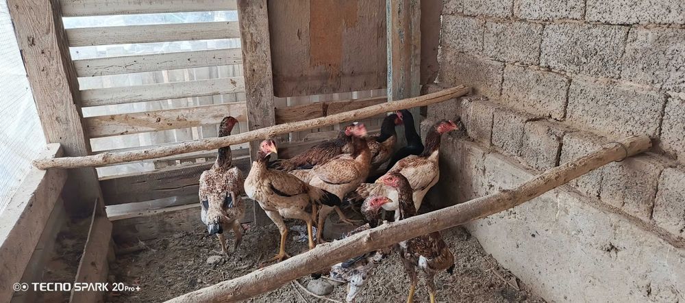 Дакан товукла сотилади