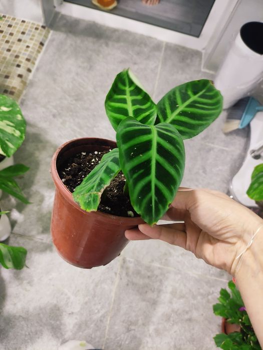 Калатея ЗЕБРИНА красота в вашем интерьере