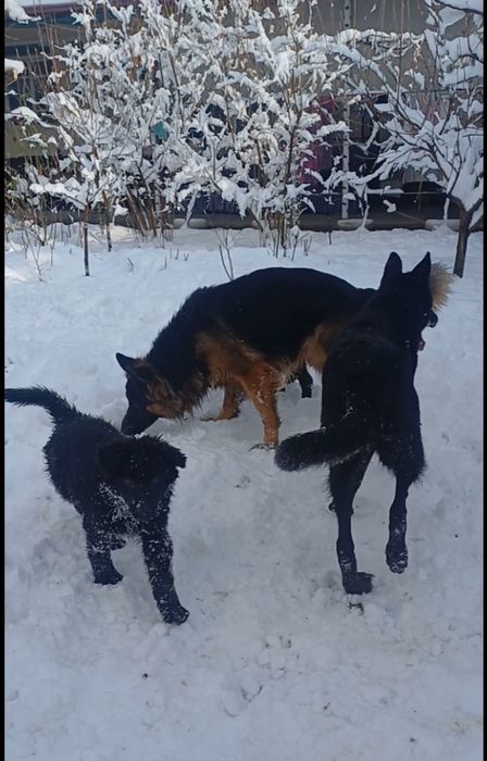 Продаётся щенки Немецкой Овчарки.