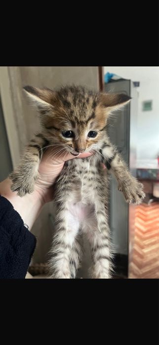 Отдам котят в хорошие руки