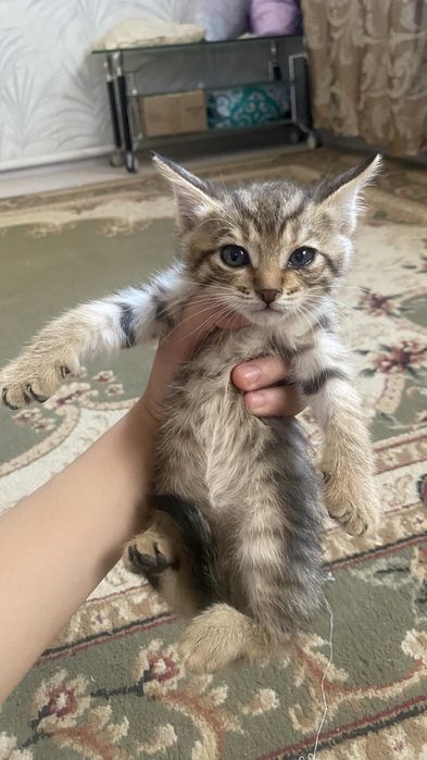 Мысық. Сатылыды өте әдемі мысық тар сатылады.