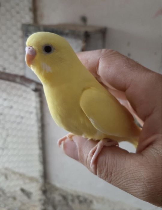 Papagali Perusi - Blanzi/Pui și Maturi