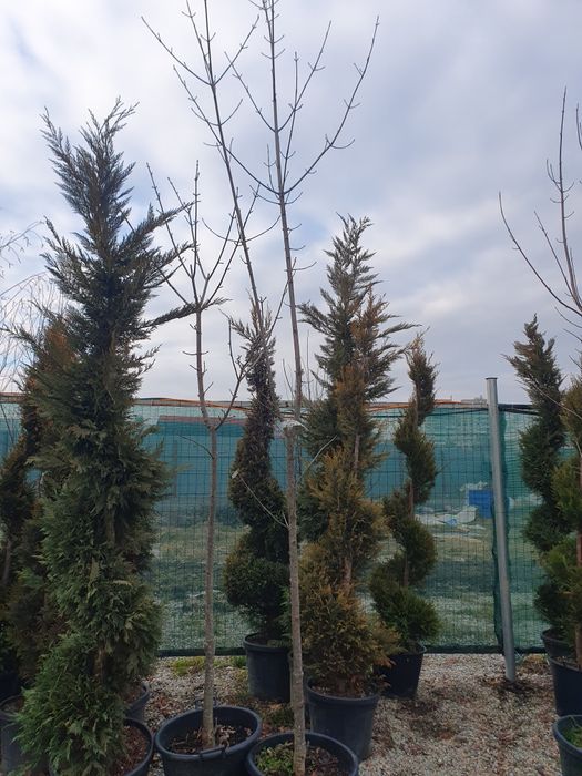 Paltin de munte, paltin verde, paltin de camp