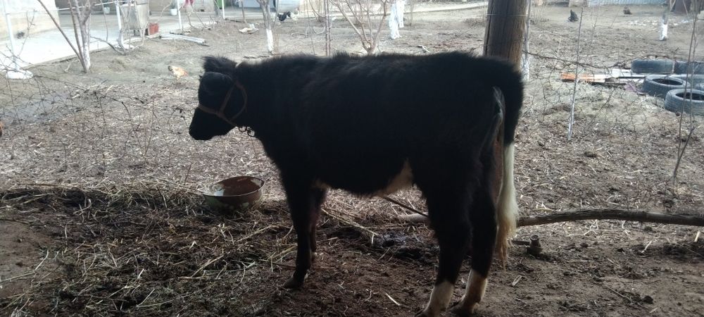 Срочно сатыладыы