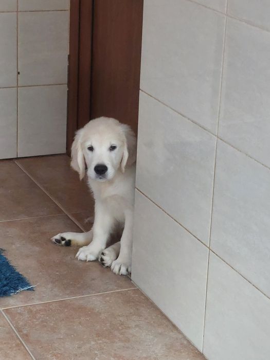 Vand  mascul golden retriever