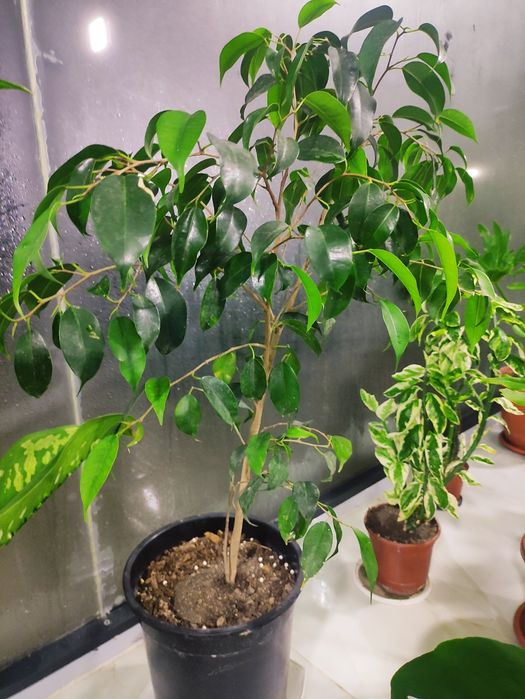 Фикус Бенджамина