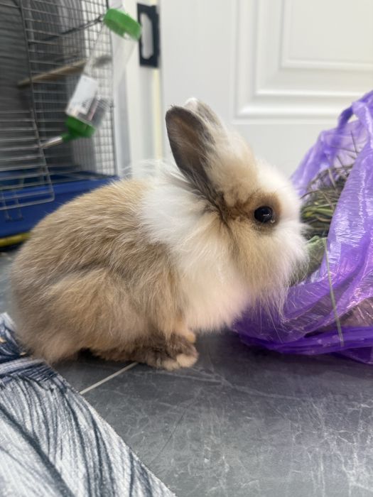 Декоративный кролик