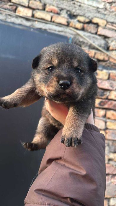 Отдам щенков в хорошие руки