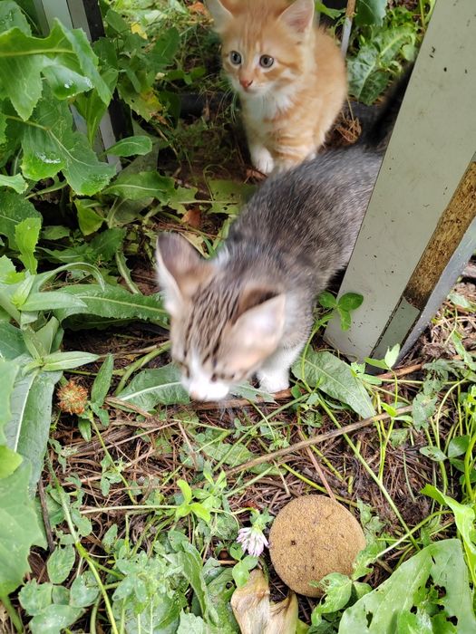 Котята в добрые руки
