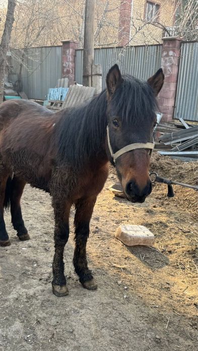 Еркек тай сатылады