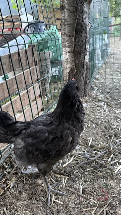 Cocosi Ameraucana