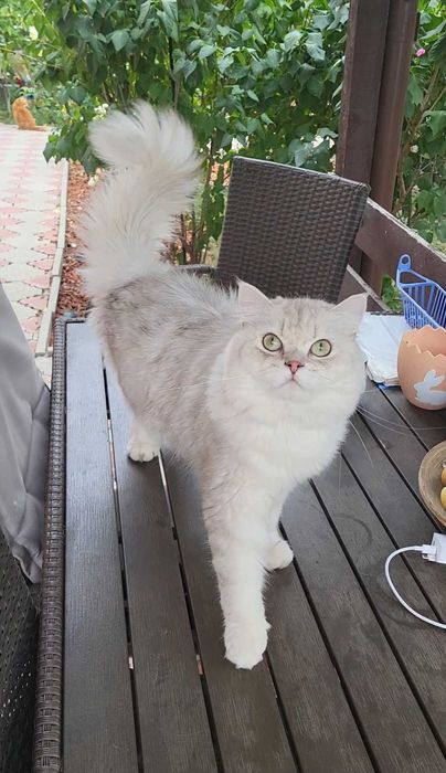 British longhair enervant de lipicios cu pedigree