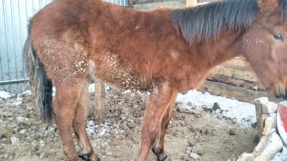 Жеребёнок жабагы