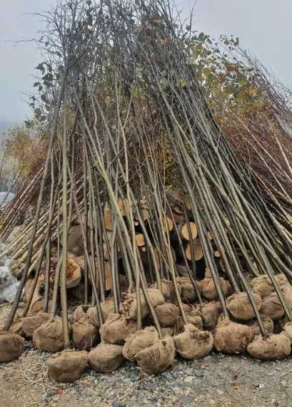 Mesteacăn Alb – Arbore Ornamental pentru Amenajări Premium