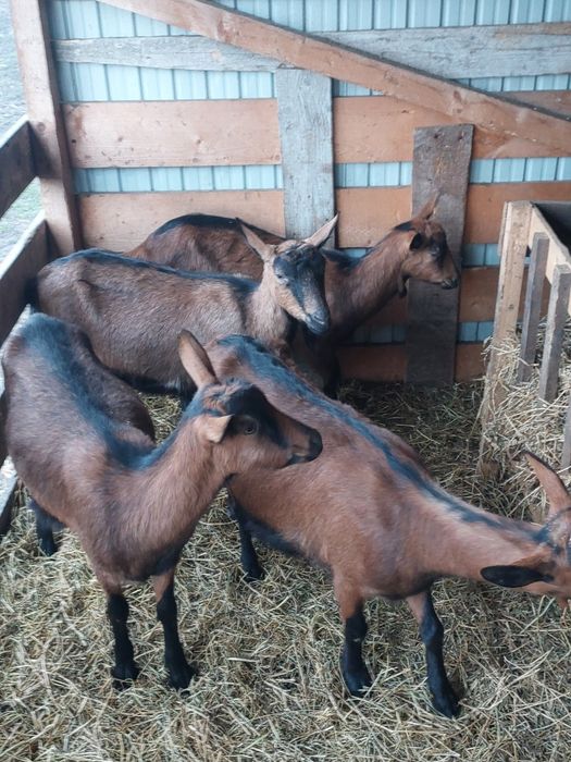 Vând capre alpine franceze gestante