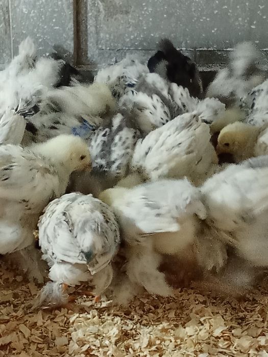 Pui de gaina brahma herminat deschis