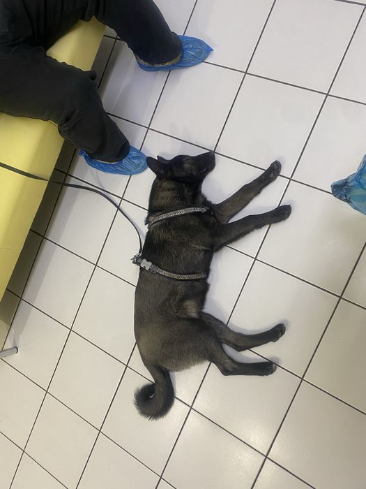 Помогите пристроить, доставим