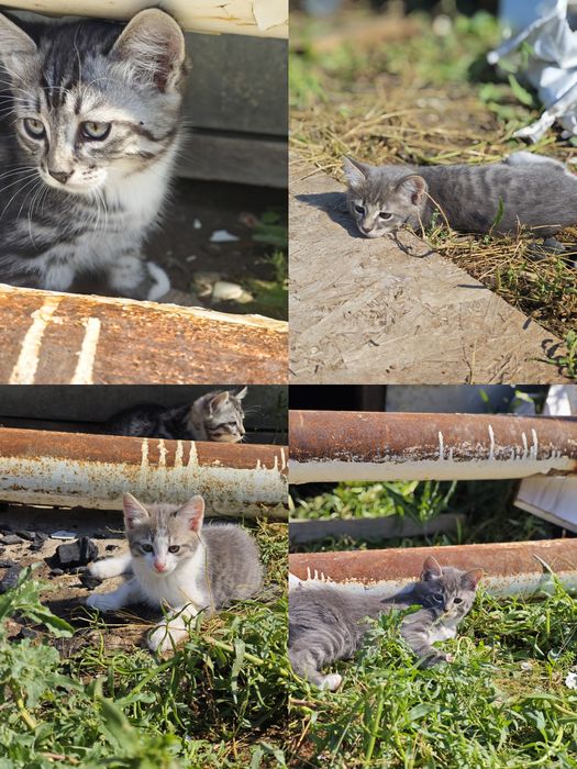 Отдам котят в добрые руки.