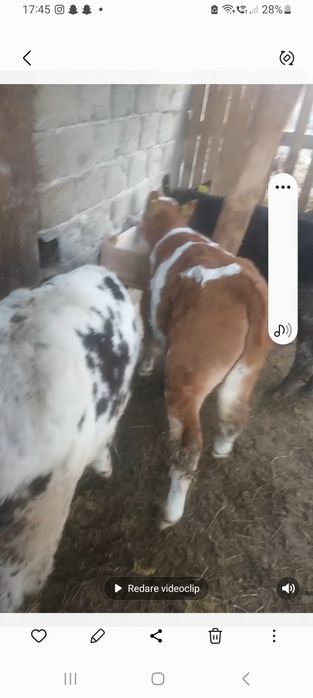 Vitei intarcati  baltat