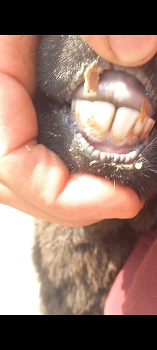 Surxon ona bola quy sotiladi