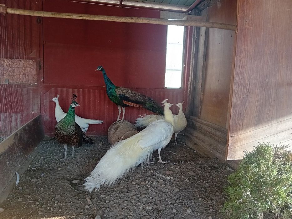 Pauni alb matur de vanzare