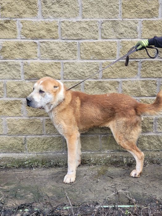 Продам алабая кобель