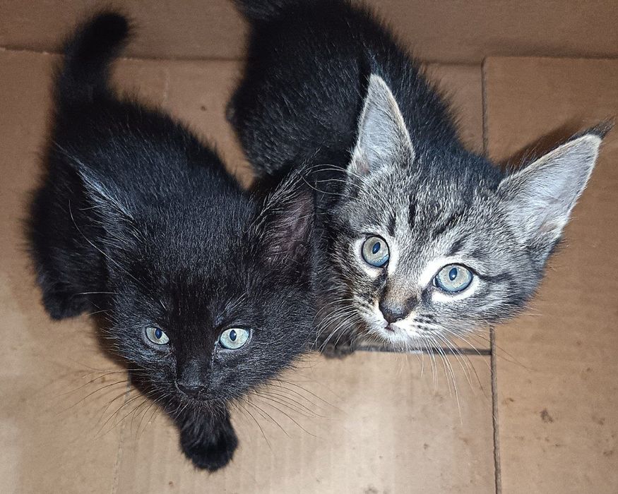 Отдам котят в добрые руки