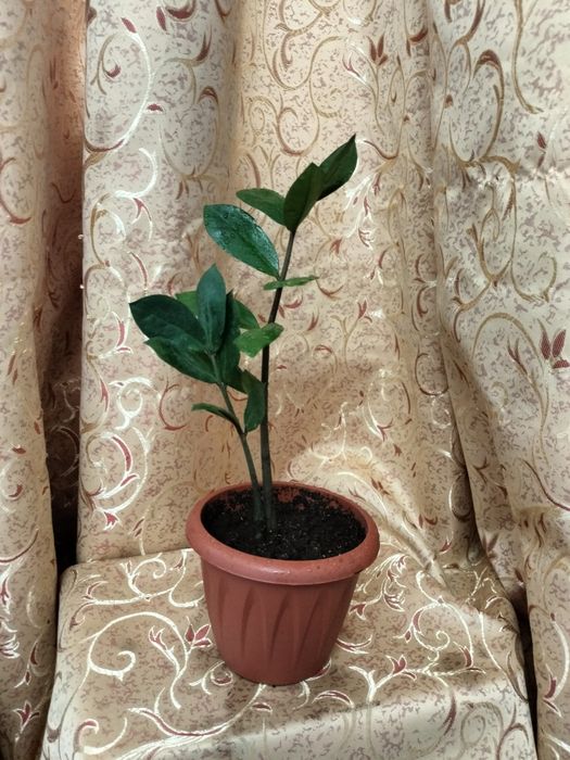 Продам замиакулькас