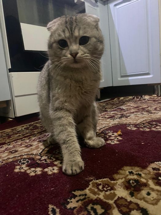 продается кот мальчик