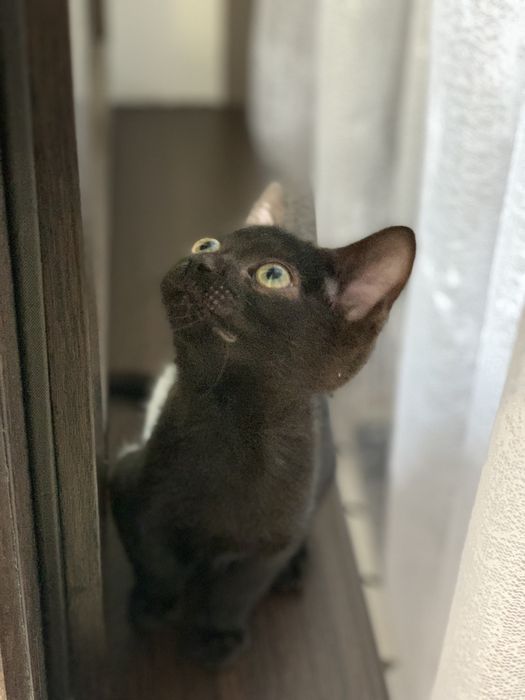 Котенок ищет любящую семью