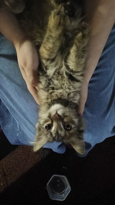 Котенок девочка  1-2 месяца возможна больна!