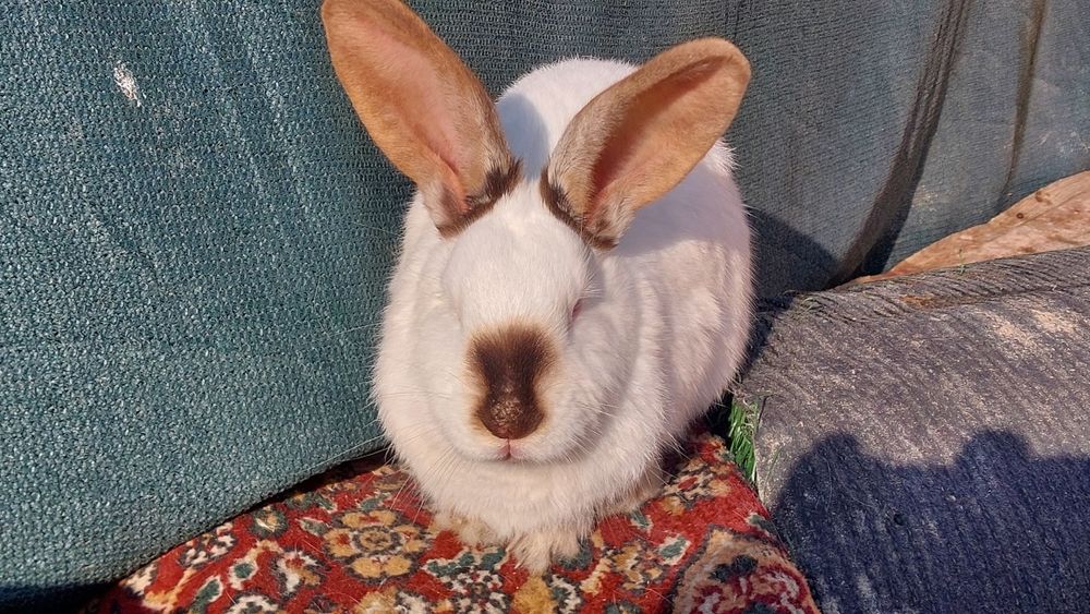 Кролик Кролик Кролик