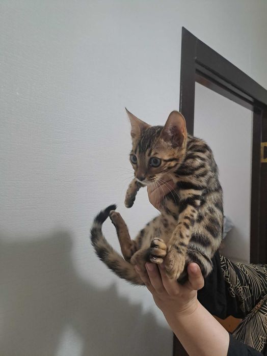 Бенгальские котята
