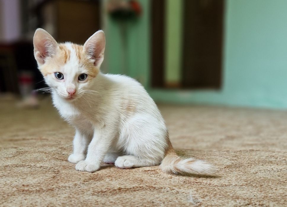 ADOPȚIEE – 2 femele+1mascul