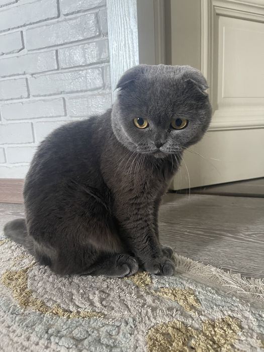 вязка вислоухого скотиш фолда!