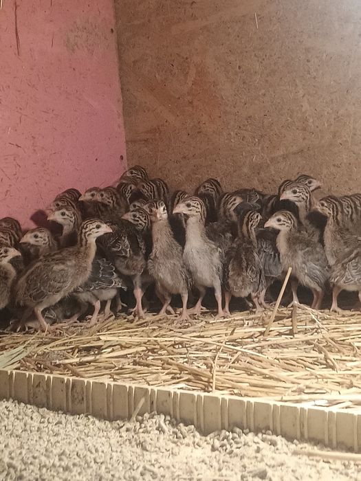 Pui kabir și bibilici