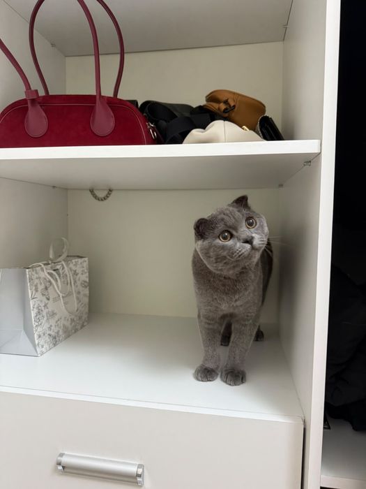 Продам котенка шотландский вислоухий