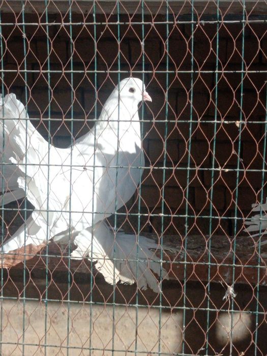 Продаются голуби