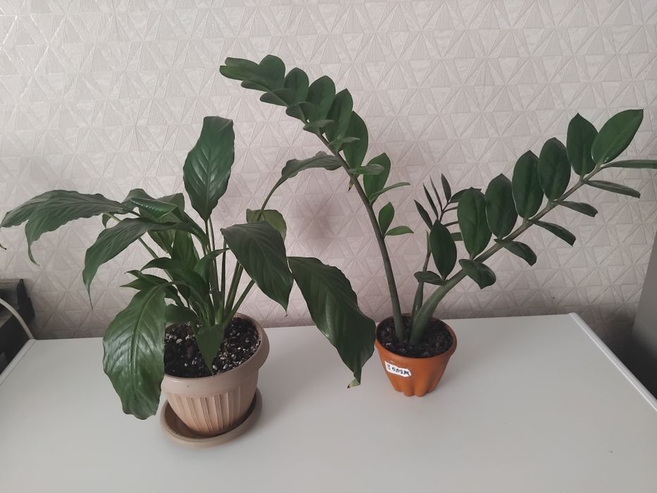 Продам комнатные цветы