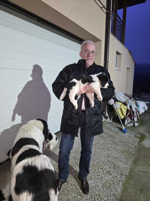 Cățelușe Ciobănesc Românesc de Bucovina – SUPERBE, din linii de elită!