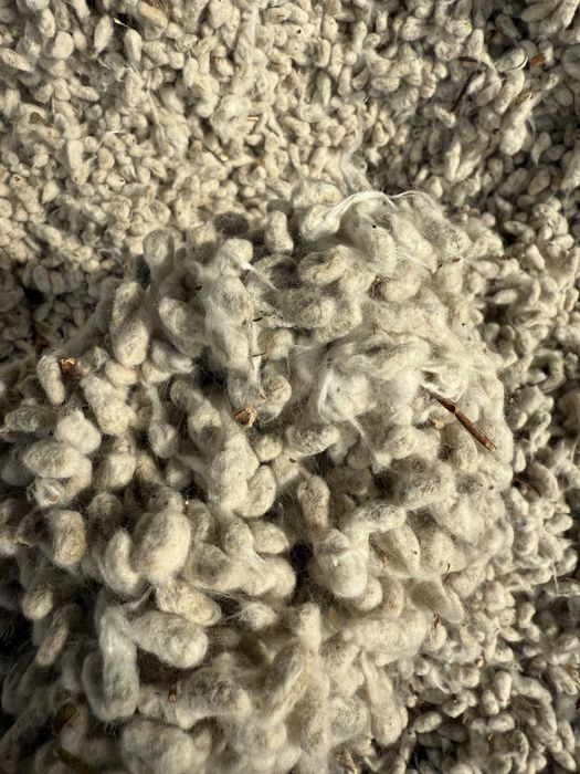 Мақта шиті, хлопковое семья