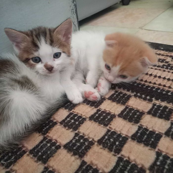 Продам котят .Вислоухих британцев