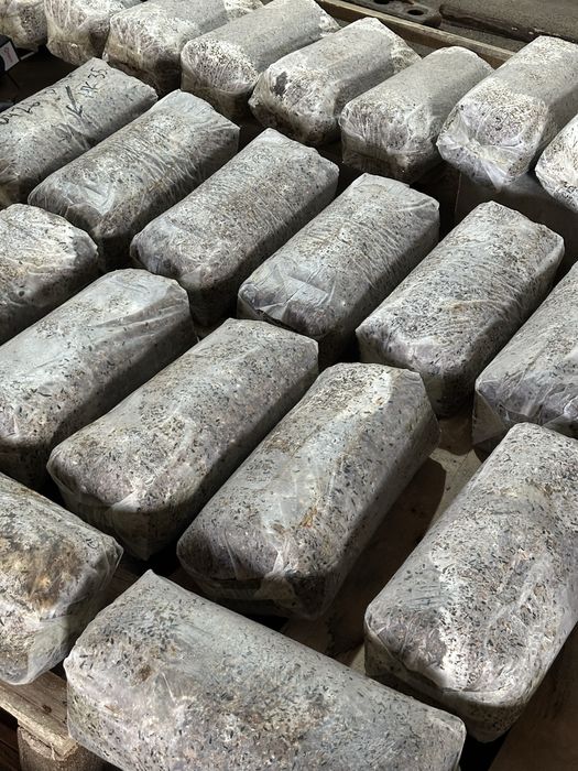 Грибы Вешенка сатылады