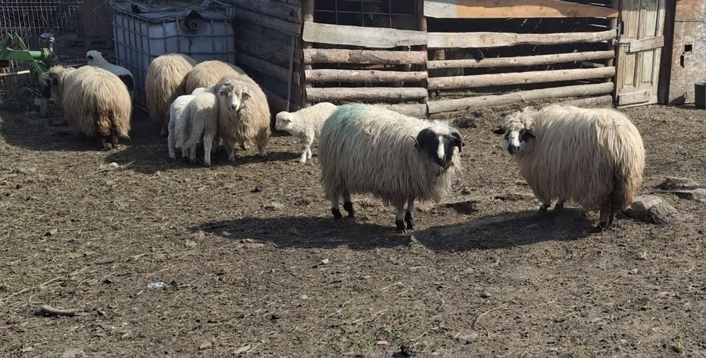 Vand noatin de Hateg /Petrosani