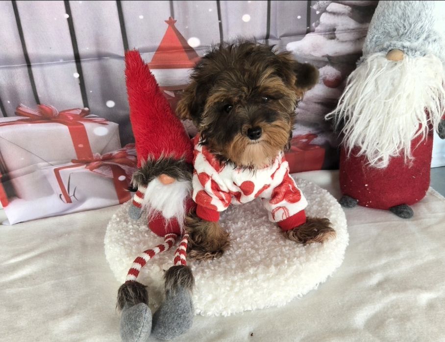 Йоркширски териер ,йорки мини момиче