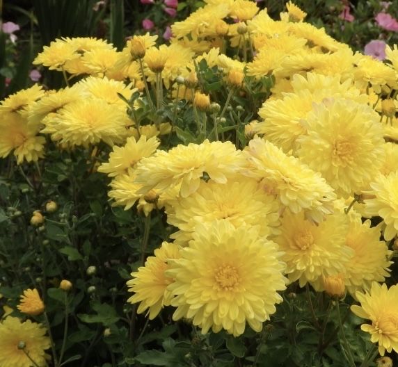 Хризантемы уличные