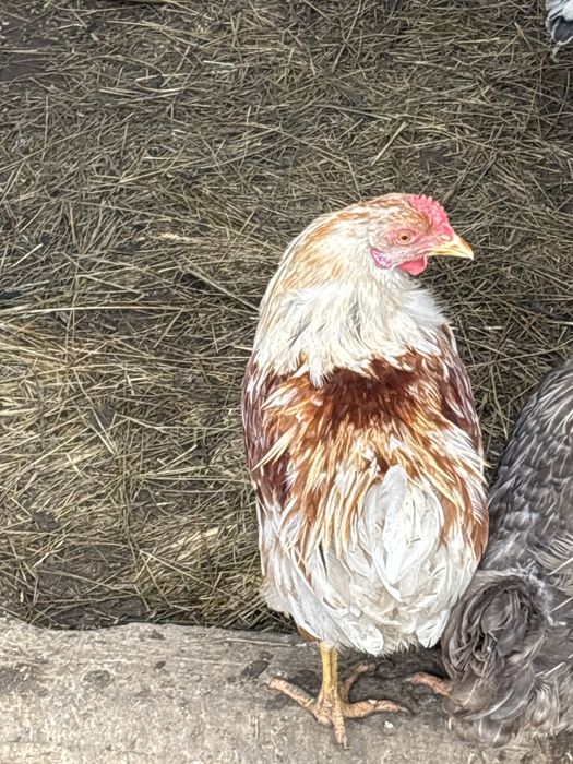 Циплята подрошие 3месеца